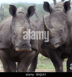 Deux rhinoceros marchent côte à côte Banque D'Images