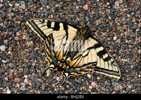 Les morts tiger swallowtail Butterfly (Papilio canadensis) située sur la route de gravier Banque D'Images