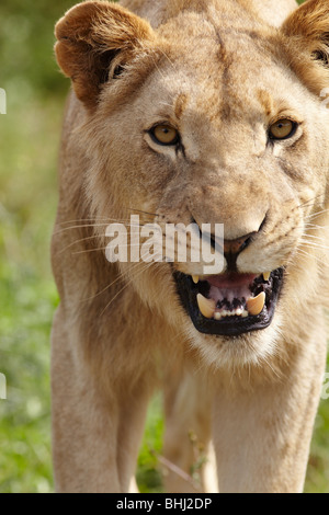 Lionne snarling at camera Banque D'Images