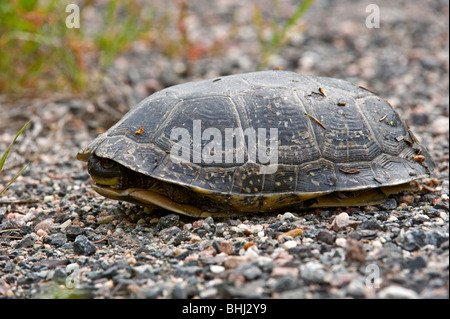 Tortue mouchetée Emydoidea blandingi femelle errant à la nidification dans le gravier Banque D'Images