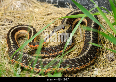 Couleuvre rayée (Thamnophis sirtalis) le pèlerin, le Grand Sudbury, Ontario, Canada Banque D'Images