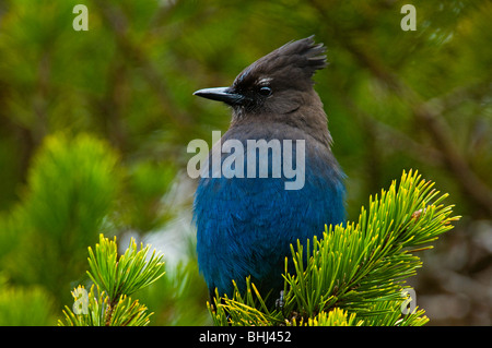 La stellaire (Cyanocitta stelleri) Le repos dans la région de shore pine tree Tofino, BC Banque D'Images