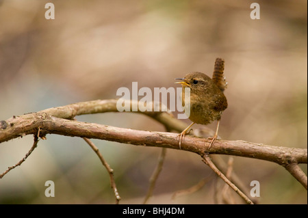 Troglodyte mignon (Troglodytes troglodytes) chant sur branche d'arbre en parc Bowen, Nanaimo BC, Canada Banque D'Images