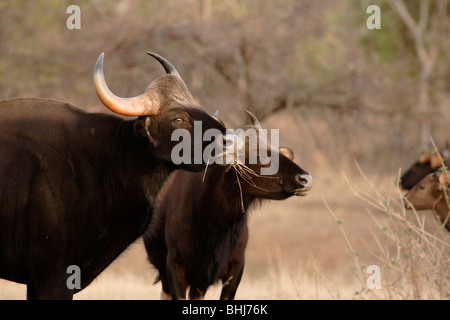 Remarquant le gaur indien appel d'alarme dans la forêt sauvage de Pench Tiger Reserve, en Inde. Banque D'Images