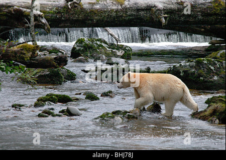 L'ours Kermode, ou spirit bear (Ursus americanus kermodei) sur un ruisseau dans le nord de la Colombie-Britannique, Canada, près de Princess Banque D'Images