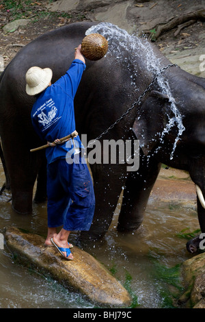 Maesa Elephant Camp, éléphants jouant dans l'eau, 119/9 Tapae Road, Muang, Chiang Mai, Thaïlande Banque D'Images