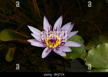 Nymphaea sp. Hybride, Puprle & nénuphar jaune dans un étang de jardin botanique, montrant la réflexion, Nymphaea espèces. La flore et la faune d'Asie en Thaïlande. Banque D'Images