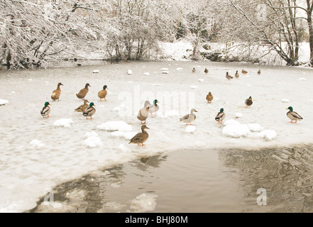 Canards sur un étang à canards village congelé. Banque D'Images