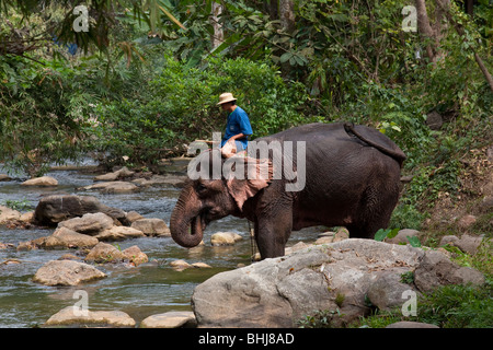 Maesa Elephant Camp, éléphants jouant dans l'eau, 119/9 Tapae Road, Muang, Chiang Mai, Thaïlande Banque D'Images