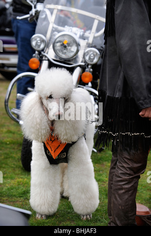 Un caniche chien à un rassemblement de motards en Weston-Super-Mare UK Banque D'Images