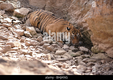 Un homme adulte Tiger étancher la soif à la Réserve de tigres de Ranthambore, en Inde. ( Panthera tigris ) Banque D'Images