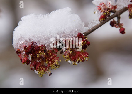 Au début du printemps la neige sur la branche de fleurs d'érable Banque D'Images