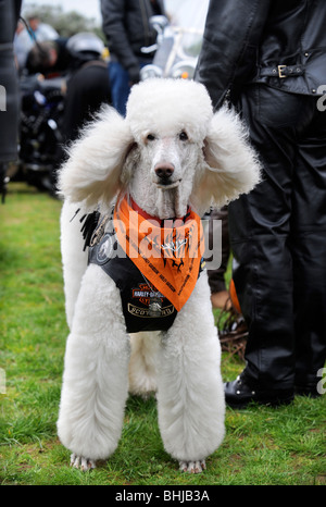 Un caniche chien à un rassemblement de motards en Weston-Super-Mare UK Banque D'Images