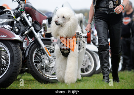 Un caniche chien à un rassemblement de motards en Weston-Super-Mare UK Banque D'Images