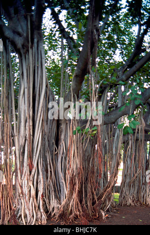 Banyan Tree / figuier (Ficus benghalensis) et les racines, l'île d'Oahu, Hawaii, USA, United States Banque D'Images