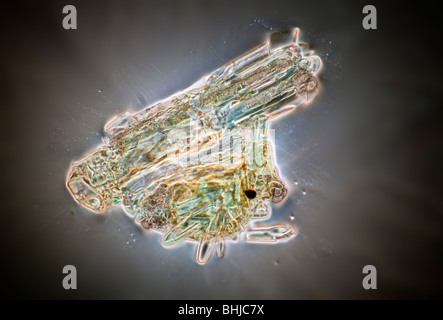 Darkfield photomicrographie d'un bacillifera Difflugia amibe testamentaire Banque D'Images