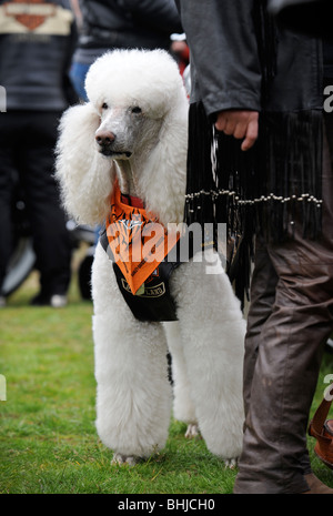 Un caniche chien à un rassemblement de motards en Weston-Super-Mare UK Banque D'Images