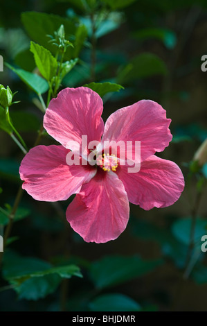 À l'Hibiscus Lodge Atta Iwokrama Rainforest jardin bouclier de Guyane Guyane Amérique du Sud Octobre Banque D'Images