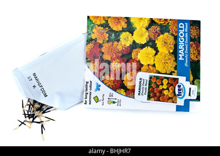 Sachet de nain français mixte double Marigold seeds Banque D'Images