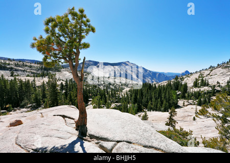 La petite pine a grandi sur une pierre dans les montagnes. Yellowstone Park, col Tioga Banque D'Images