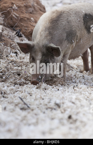 Refuser de manger les porcs à puttaparthi en Inde Banque D'Images