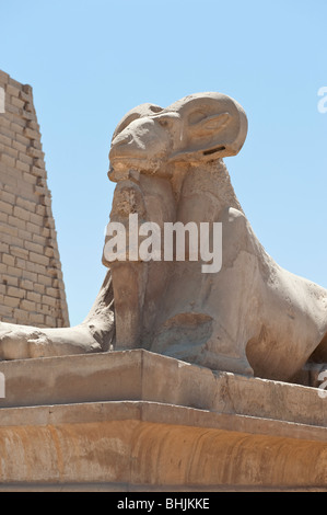 Close up d'un Sphinx tête Ram, le Corridor de Sphinx, complexe du temple de Karnak, Louxor, Égypte Banque D'Images