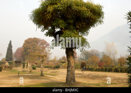 Jardins de Nishat, Dal Lake, à Srinagar, au Cachemire, en Inde Banque D'Images