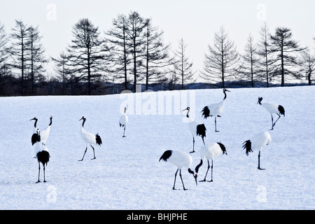 Grues Japonaises (tancho) en hiver, Kushiro, Hokkaido, Japon Banque D'Images