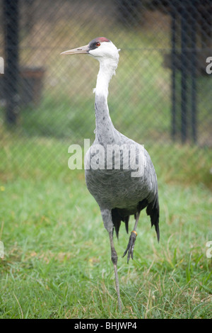 Crane (Grus monacha à capuchon). Des profils. L'objet d'un programme de reproduction en captivité. Banque D'Images