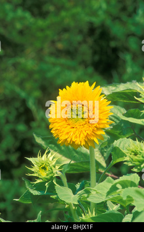 Le tournesol Sunspot nain de l'ourson avec des bourgeons et la croissance luxueux donnant un sens du mouvement Banque D'Images