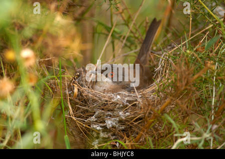 Femelle de Sylvia melanocephala (Fauvette Sarde) dans un nid. Banque D'Images