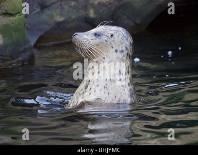 Phoque commun (Phoca vitulina) Banque D'Images
