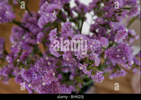 Fleurs violettes close up Banque D'Images