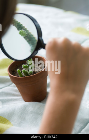 L'examen par cactus loupe Banque D'Images