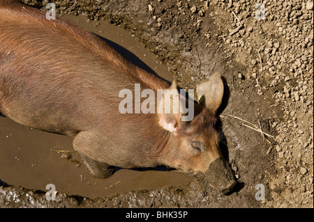 Un cochon dormir dans une flaque Banque D'Images