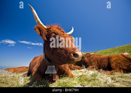 Une vache Salers estivant sur les Monts du Cantal (Auvergne - France les pâturages). Vache Salers à l'estive dans les Monts du Cantal. Banque D'Images