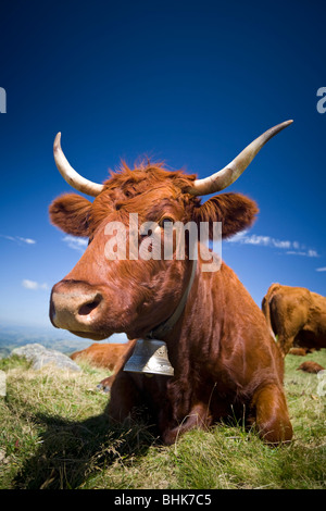 Une vache Salers estivant sur les Monts du Cantal (Auvergne - France les pâturages). Vache Salers à l'estive dans les Monts du Cantal. Banque D'Images