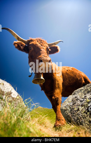 Une vache Salers estivant sur les Monts du Cantal (Auvergne - France les pâturages). Vache Salers à l'estive dans les Monts du Cantal. Banque D'Images