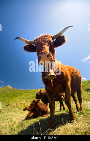 Une vache Salers estivant sur les Monts du Cantal (Auvergne - France les pâturages). Vache Salers à l'estive dans les Monts du Cantal. Banque D'Images
