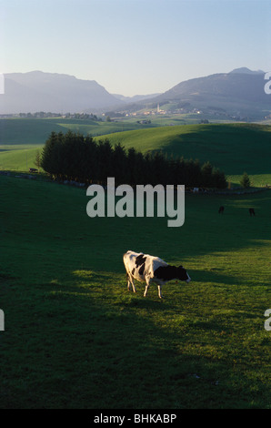 Asiago. L'Italie. Vache laitière dans les verts pâturages. Banque D'Images