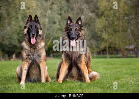 Berger Belge Tervuren / Tervueren (Canis lupus familiaris) in garden Banque D'Images