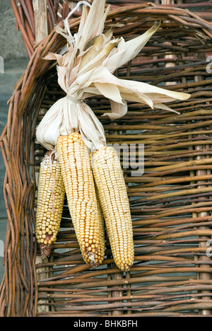 Les épis de maïs et fabriqué à la main dans un panier en osier Contadina Fiera (Agriculture) en Sansepolcro Toscane. Banque D'Images