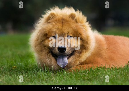 Chow Chow chien (Canis lupus familiaris) lying in garden Banque D'Images