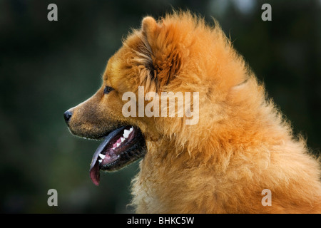 Chow Chow chien (Canis lupus familiaris) lying in garden Banque D'Images