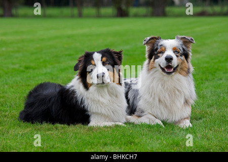 Les chiens de berger australien (Canis lupus familiaris) in garden Banque D'Images