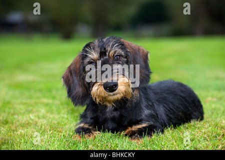 À poil dur Korthals / Dachshund (Canis lupus familiaris) pup lying on lawn in garden Banque D'Images