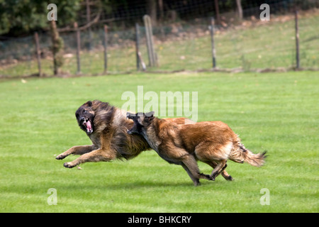 Deux Berger Belge Tervuren / Tervueren (Canis lupus familiaris) chiens qui courent, et les morsures en jardin Banque D'Images