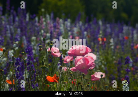 Coquelicots et autres fleurs sauvages sur un côté de la route de Caroline du Nord Banque D'Images