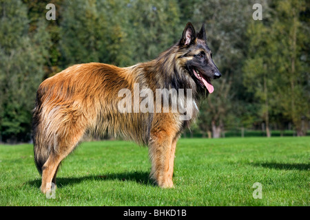 Berger Belge Tervuren / Tervueren (Canis lupus familiaris) in garden Banque D'Images