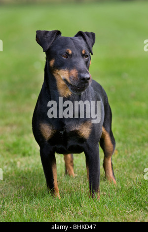 Jagdterrier / Allemand Hunt Terrier (Canis lupus familiaris) in garden Banque D'Images